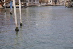 Chroicocephalus ridibundus