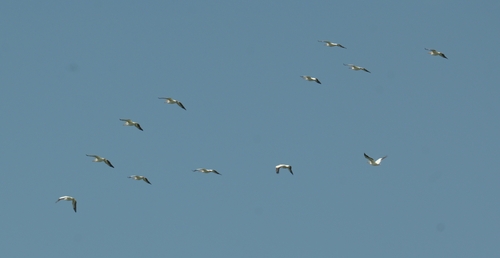 American White Pelican