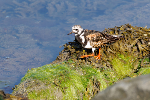 iNaturalist image