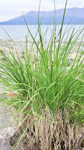 Carex saxatilis, photograph 6