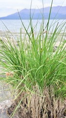 Carex saxatilis, photograph (c) Vladislav Isaev, some rights reserved (CC BY)