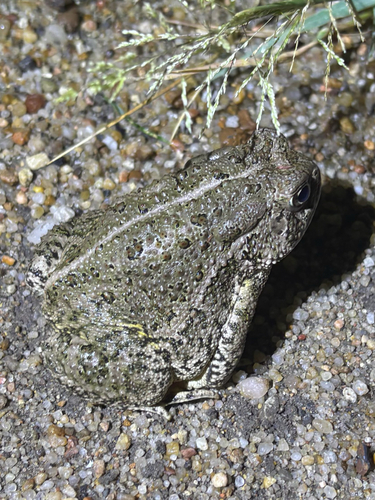 Woodhouse's Toad