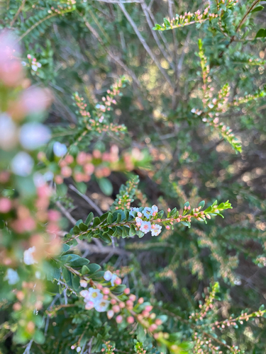 Thryptomene calycina