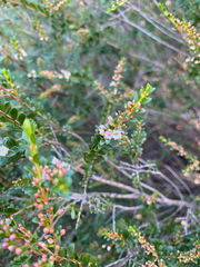 Thryptomene calycina, photograph (c) krumpianking, some rights reserved (CC BY)