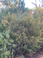 Thryptomene calycina, photograph (c) krumpianking, some rights reserved (CC BY)