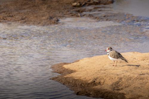 iNaturalist: (c) Liam Botha, some rights reserved (CC BY-NC), uploaded by Liam Botha iNaturalist image