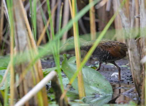 Virginia Rail