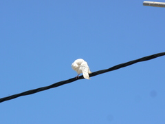 Columba livia domestica
