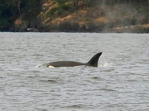Sighting photo