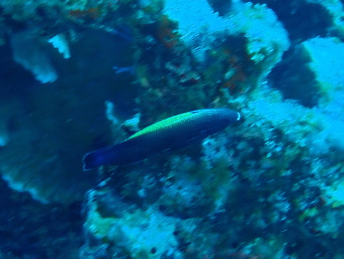 Labropsis xanthonota observed 2026-06-08