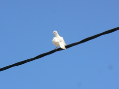Columba livia domestica