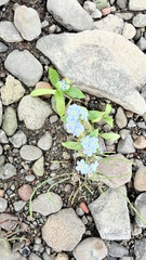 Myosotis asiatica, photograph (c) Vladislav Isaev, some rights reserved (CC BY)