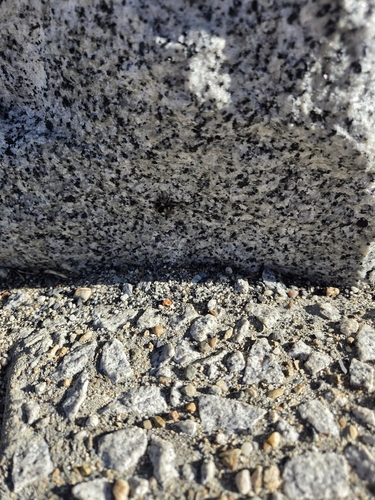 iNaturalist observation photo of Two-form Bumble Bee Complex