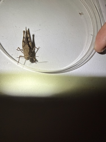 Southwestern Dusky Grasshopper