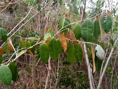 Chrysophyllum oliviforme