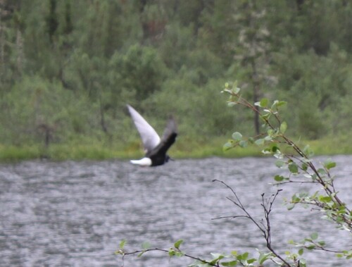 iNaturalist image
