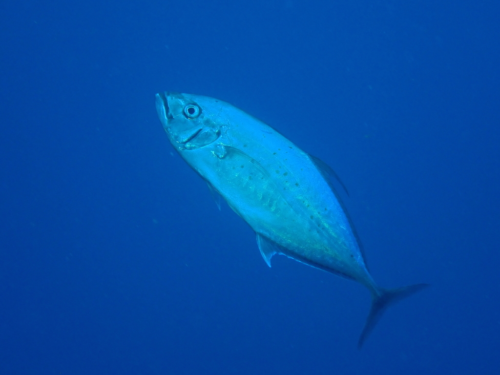 barcheek trevally
