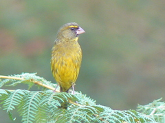 Crithagra scotops umbrosa