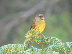 Crithagra scotops umbrosa