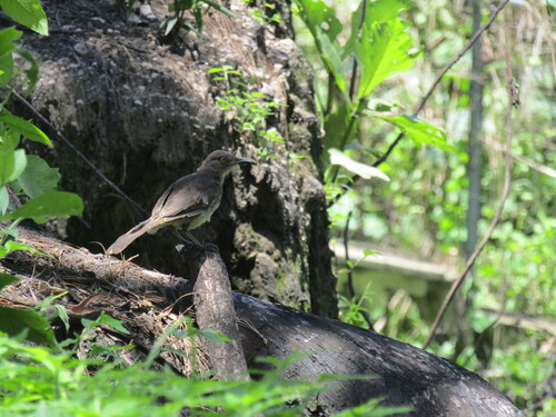 Cuicacoche Pico Curvo