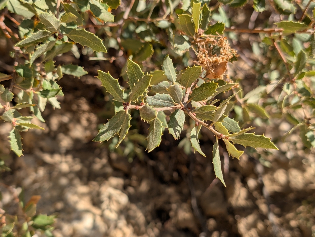 Quercus cornelius-mulleri; photograph (c) Sergey, some rights reserved (CC BY)