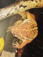 Pseudobufo subasper