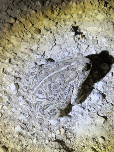Woodhouse's Toad