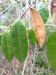 Chrysophyllum oliviforme