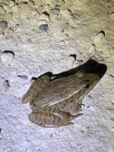 Plains Leopard Frog