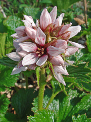 Boykinia richardsonii