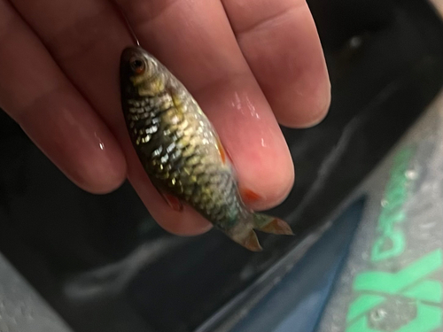Chinese Barb