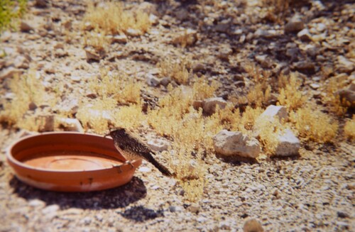Cactus Wren