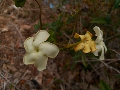 Echites umbellatus