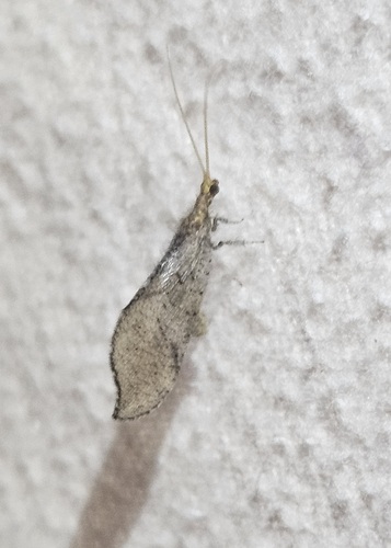 Nearctic Beaded Lacewings