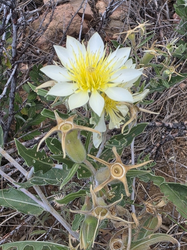 Adonis Blazingstar