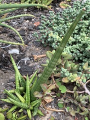 Sansevieria pearsonii