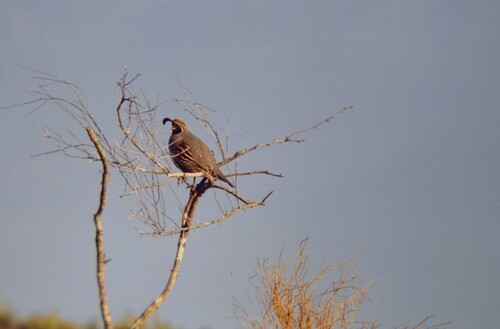 Gambel's Quail