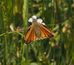 Thymelicus sylvestris