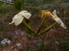 Echites umbellatus