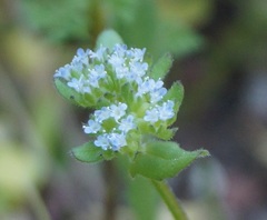 Valerianella turgida