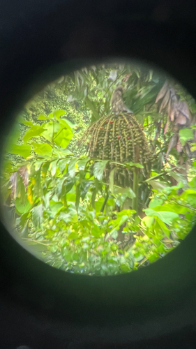 Burmese Fishtail-palm