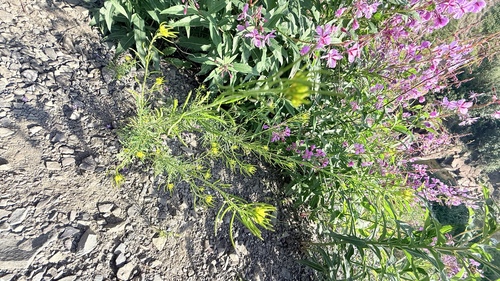 Northern tansymustard (Descurainia sophioides)
