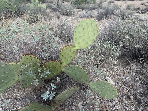 Engelmann's Pricklypear