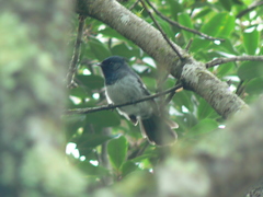 Trochocercus cyanomelas
