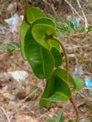 Echites umbellatus