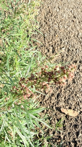 Tilesius Wormwood