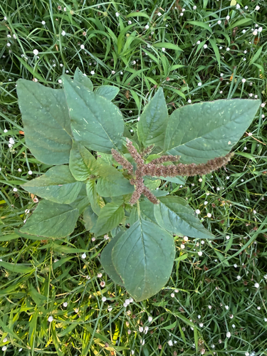 Amaranthus viridis observed 2026-07-25