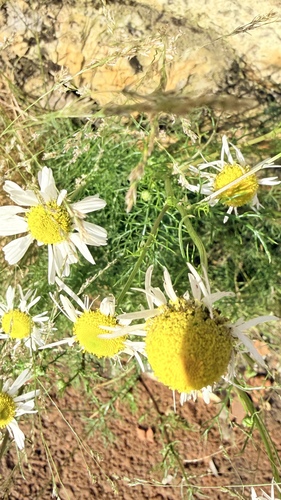 Tripleurospermum hookeri