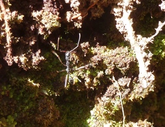 Odontomachus coquereli