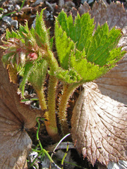 Boykinia richardsonii